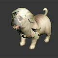 Cute Pug Dog with Brown and White Fur Standing and Tongue Out on Black Background