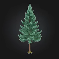 Tall Evergreen Arbor With Lush Green Foliage And Brown Trunk