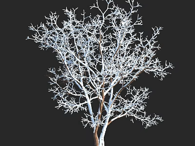 Isolated Leafless Tree with White Frost Covered Branches Against Black Background 3d model