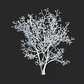 Isolated Leafless Tree with White Frost Covered Branches Against Black Background