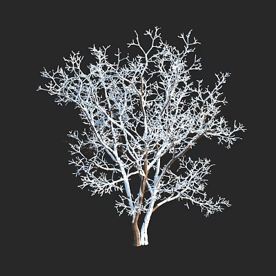 Isolated Leafless Tree with White Frost Covered Branches Against Black Background 3d model