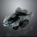 Spiky Blue And Green Fish With Open Mouth And White Fins On Dark Background