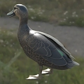 Pacific Black Duck Animals 3d model