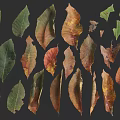 Diverse Colored Leaves In Green Yellow Brown Tones On Dark Background