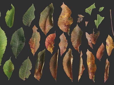 Diverse Colored Leaves In Green Yellow Brown Tones On Dark Background 3d model