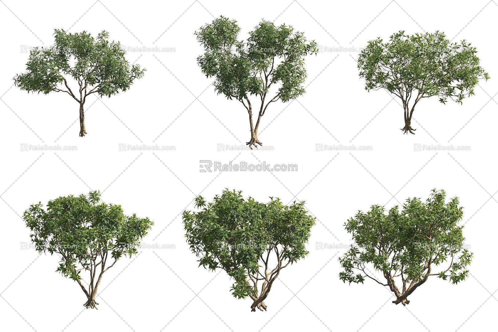 winged leaf catalpa tree shrub 3d model