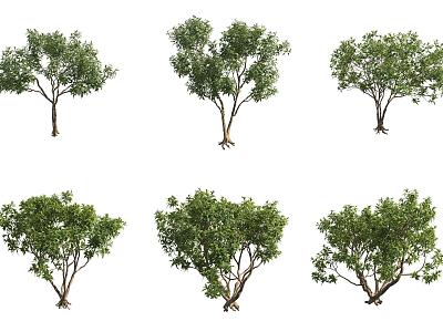 winged leaf catalpa tree shrub 3d model