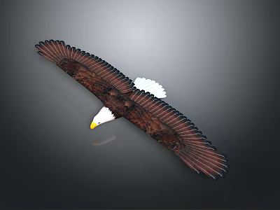 Bald Eagle Spreading Wings in Flight with Brown Feathers White Head 3d model