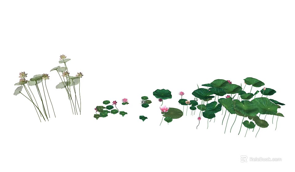 Beautiful Lotus Flowers With Green Leaves And Pink Blooms In Water 3d model 