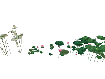 Beautiful Lotus Flowers With Green Leaves And Pink Blooms In Water 3d model