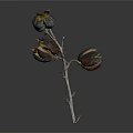 Natural Dried Plant Branch With Textured Cracked Seed Pods On Dark Background