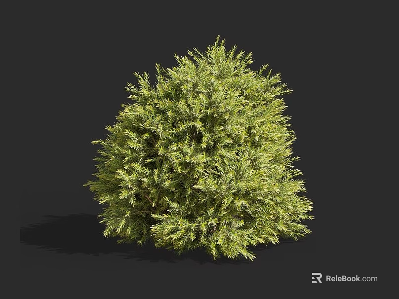 Round Green Shrub With Dense Foliage Isolated On Black Background For Landscaping 3d model 