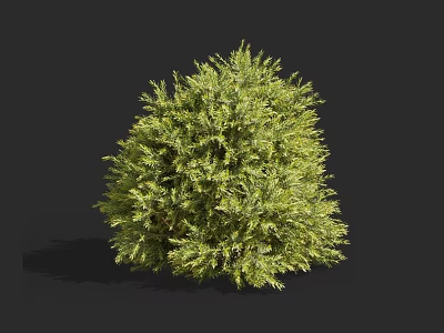 Round Green Shrub With Dense Foliage Isolated On Black Background For Landscaping 3d model