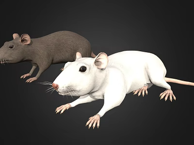 Detailed Realistic Gray And White Mice Figurines With Lifelike Features On Black Background 3d model
