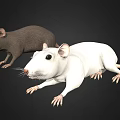Detailed Realistic Gray And White Mice Figurines With Lifelike Features On Black Background