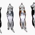 Four Different Colored Husky Dogs Standing In A Row With Friendly Expressions