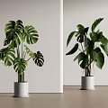 Indoor Potted Monstera And Bird Of Paradise Plants In White Pots Modern Style