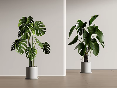 Indoor Potted Monstera And Bird Of Paradise Plants In White Pots Modern Style 3d model