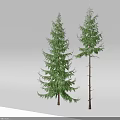 Two Evergreen Trees With Lush And Sparse Foliage Against Gray Background And Shadows