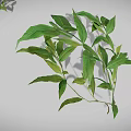Various Green Plants Including Grass Shrubs and Leafy Sprouts Arranged on Gray Background