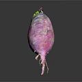 Fresh Purple Radish with Pink Stripes and Green Leaves on Top Against Dark Background