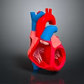 Realistic 3D Human Heart Organ Model Showing Red Blue Internal Structure Details