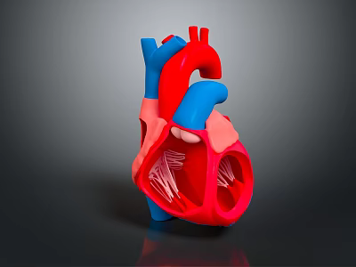 Realistic 3D Human Heart Organ Model Showing Red Blue Internal Structure Details 3d model