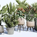 Potted Bonsai Plants With Various Leafy Green Varieties And Stylish Containers