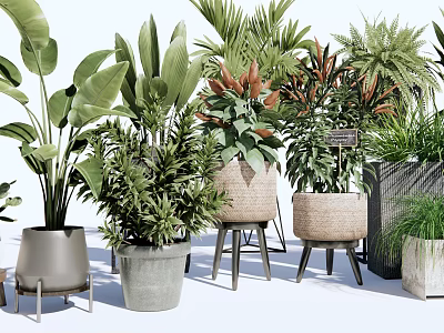 Potted Bonsai Plants With Various Leafy Green Varieties And Stylish Containers 3d model