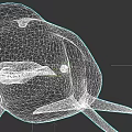 White Beluga Whale Marine Animal With Rounded Body And Flippers In Underwater Scene