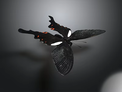 Black Butterfly With White And Red Spots Flying On Gray Background 3d model