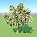Lush Arbor Blooming with White Flowers Against Green Grass and Blue Sky