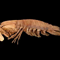 modern peacock mantis shrimp 3d model