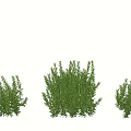Three Fresh Green Potted Herb Plants With Lush Foliage And Natural Look