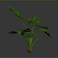 Green Leaf Plant With Large Leaves Green Stems And Brown Soil In Gray Background