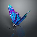 Colorful Blue Purple Metallic Butterfly With Shiny Reflective Wings Against Dark Background