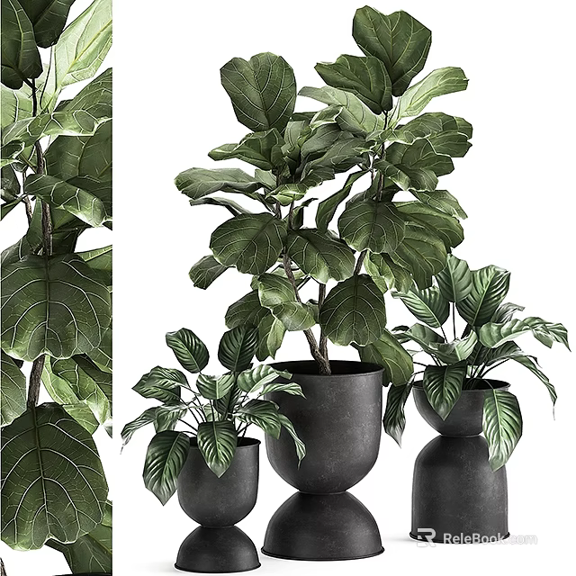 Bonsai Potted Plants With Green Leafy Foliage In Black Planters Of Various Sizes 3d model 