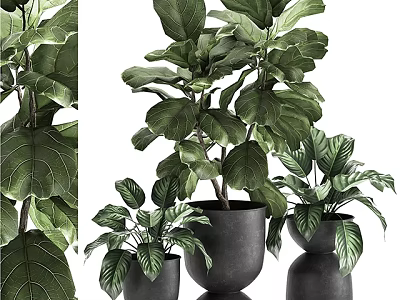 Bonsai Potted Plants With Green Leafy Foliage In Black Planters Of Various Sizes 3d model