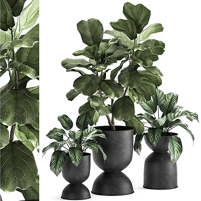Bonsai Potted Plants With Green Leafy Foliage In Black Planters Of Various Sizes 3d model