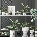 Potted Bonsai Plants Display on Shelves with Decorative Pots Books and Picture Frame