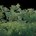 Lush Green Shrubs with Dense Foliage and Vibrant Branches in Natural Setting