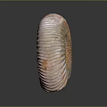 Polished Ammonite Fossil With Spiral Structure And Orange White Stripes