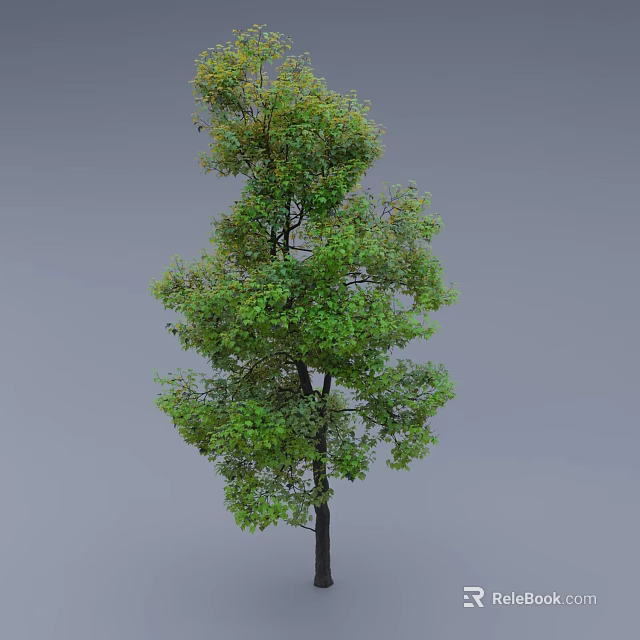 Tall Arbor With Lush Green Leaves Full Branches And Dark Straight Trunk 3d model 