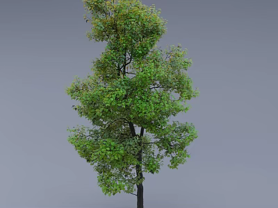 Tall Arbor With Lush Green Leaves Full Branches And Dark Straight Trunk 3d model