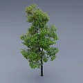 Tall Arbor With Lush Green Leaves Full Branches And Dark Straight Trunk