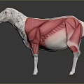 Detailed 3D Illustration of Sheep Muscle Anatomy Showing Muscular Body Structure