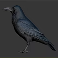 Realistic Blue Gray Crow With Blue Eyes Standing Against Dark Background
