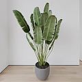 Large Green Leaf Indoor Potted Plant in Grey Pot with White Wall and Wooden Floor