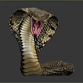 Hooded Cobra With Raised Head And Colorful Scales On Dark Background Reflection
