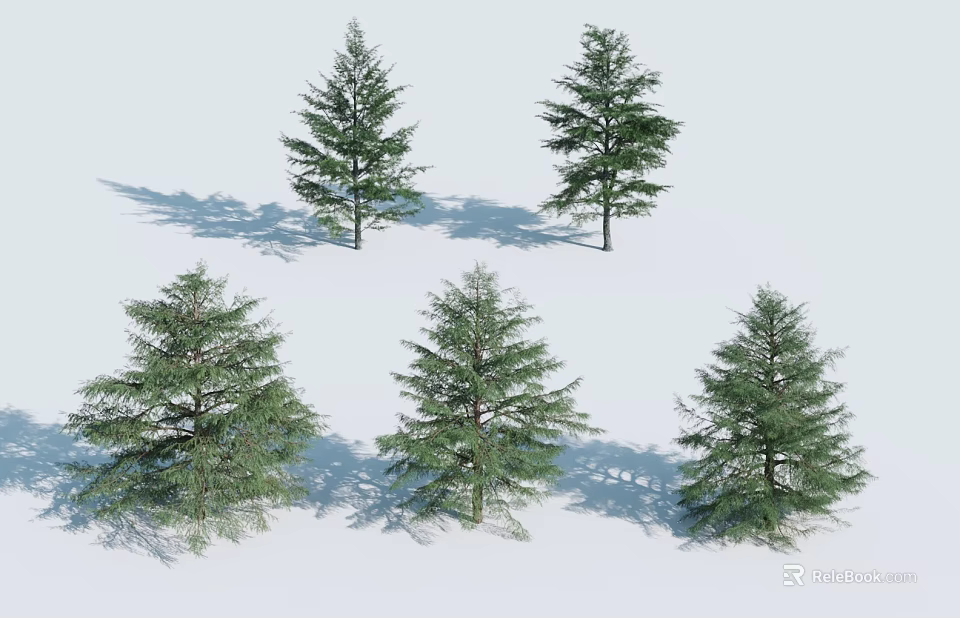 Multiple Tall Evergreen Arbor Trees With Lush Foliage And Natural Shadows 3d model 